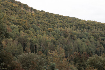 green woods panorama, natural landscape, forest in autumn, forest background
