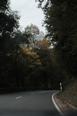 Fototapeta premium green woods panorama, natural landscape, forest in autumn, forest background 