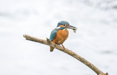 Kingfisher, male, on a branch with a fish in its beak