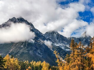 Golden autumn larch trees with dramatic alpine mountain peaks shrouded in misty clouds