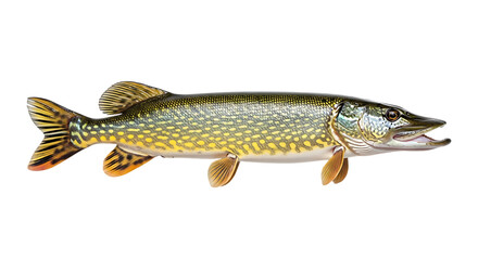 Northern Pike Fish isolated on a transparent background