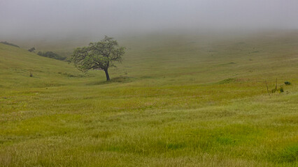 Obraz premium green in the midst of middle east 