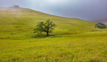 Fototapeta premium green in the midst of middle east 