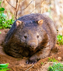 Naklejka premium wombat