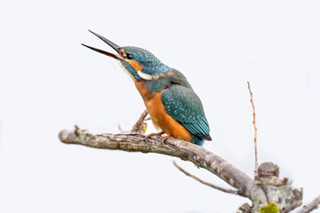 Kingfisher, male, on a branch with a open beak