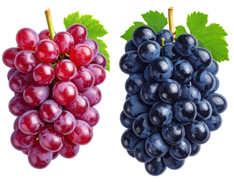 Two clusters of juicy grapes, red and dark blue, with green leaves, cut out