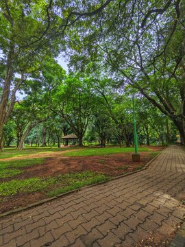 Calming Green Landscape of Cubbon Park, Bangalore &ndash; Nature in the City
