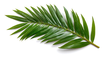 Fototapeta premium Single natural green leaf with smooth texture isolated on white background
