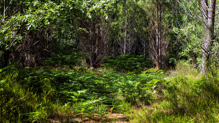 Forêt des Landes de Gascogne au printemps