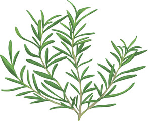 Obraz premium Rosemary Herb Botanical Plant Painting Artwork