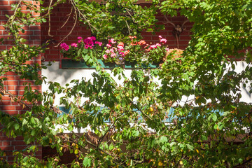 Balkon mit Blumenkästen an einem modernen Wohngebäude, Harburg, Hamburg, Deutschland