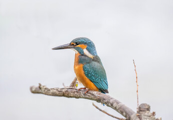Kingfisher, male, on a branch