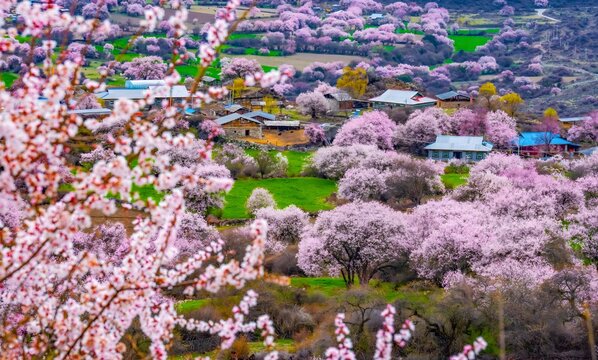 Traditional Tibetan Village with Pink Cherry Peach Blossoms in Bomi Valley Tibet Spring Mountain Landscape
