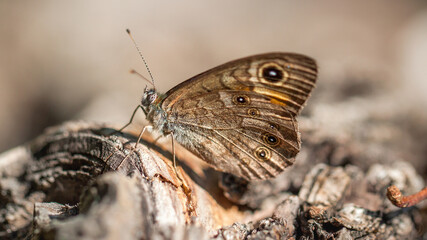 butterfly on the ground © lazalnik