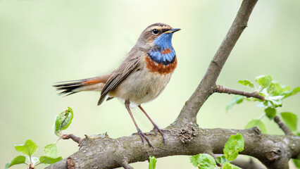 robin on a branch