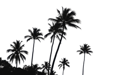 Silhouette of palm trees on tropical beach at summer isolated PNG with Transparent Background