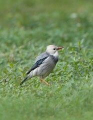 Elegant Gray and White Crested Songbird Standing in Lush Green Meadow Grass - Wildlife Nature Photography