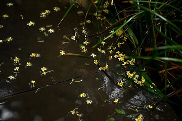 Black Boots on Wet Wooden Boardwalk with Scattered Yellow Flowers in Autumn Garden