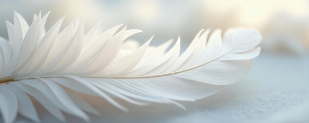 Obraz premium Delicate white feather texture, soft, airy, light, detail, soft