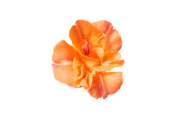 orange lily flower head isolated on white or transparent png