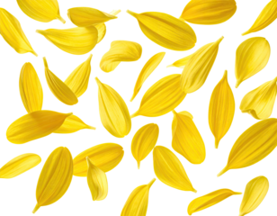 Realistic yellow flower petals scattered on a black background
