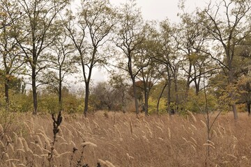 Thickets of dry grass in an autumn park
