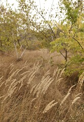 Dry grass in the park in early autumn