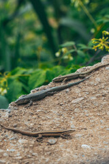 Lizards