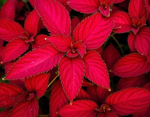 A young woman with long blonde hair holding a small red flower against a bright red background