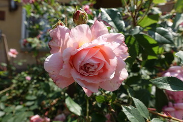Fading pink flower of garden rose in June