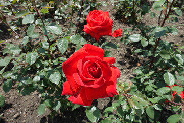 Two scarlet red flowers of garden roses in June