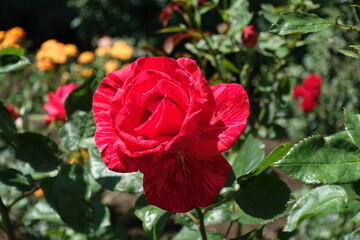 Striped red flower of rose in mid June