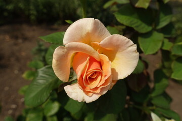 Closeup of light orange flower of garden rose in mid August