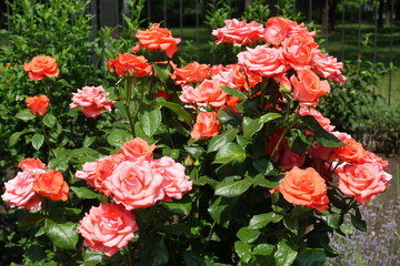 Numerous salmon pink flowers of roses in June