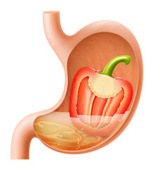 Human Stomach with bell pepper. The stomach digests pepper. A stomach filled with healthy and wholesome food. Proper nutrition. Realistic 3d Vector illustration. Food digestion process illustration