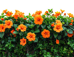 Vibrant orange hibiscus flowers blooming on a lush green hedge
