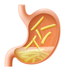 Human Stomach filled full by fast food. Gastric juice digesting French fries. Stomach with seasoned chips inside Illustration about digestive system. Realistic 3d Vector
