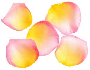 Five rose petals with yellow-pink gradient, isolated on a black background