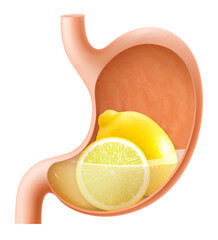 Human Stomach with lemon fruit. The stomach digests lemon. A stomach filled with healthy and wholesome food. Proper nutrition. Realistic 3d Vector illustration. Food digestion process illustration