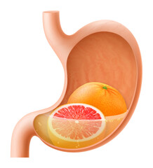 Human Stomach with grapefruit. The stomach digests grapefruit. A stomach filled with healthy and wholesome food. Proper nutrition. Realistic 3d Vector illustration. Food digestion process illustration