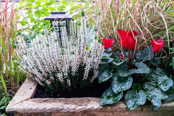 Autumn hardy plants red cyclamen and white flowering heather in a wooden flower box in a balcony garden, selective focus