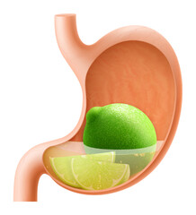 Human Stomach with lime fruit. The stomach digests lime. A stomach filled with healthy and wholesome food. Proper nutrition. Realistic 3d Vector illustration. Food digestion process illustration