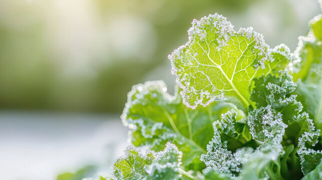 Frost covered kale leaves glisten sunlight, showcasing intricate patterns of ice crystals. vibrant green contrasts beautifully with delicate frost