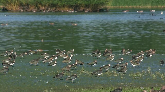 flock of lapwings resting by the riverbank