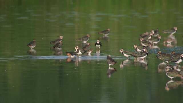 flock of lapwings resting by the riverbank