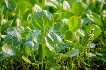 Brassica alboglabra in the soil plot has the morning light shining, among green leaves and soft blurred style for background.
