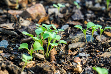 Brassica alboglabra in the soil plot has the morning light shining, among green leaves and soft blurred style for background.