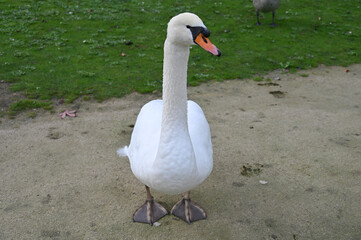 Un cygne sur un sentier d'un parc