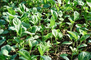 Brassica alboglabra in the soil plot has the morning light shining, among green leaves and soft blurred style for background.