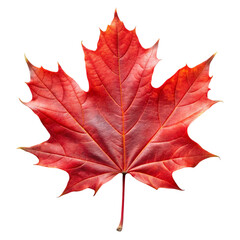 Red Maple Leaf on Black Background red leaf autumn